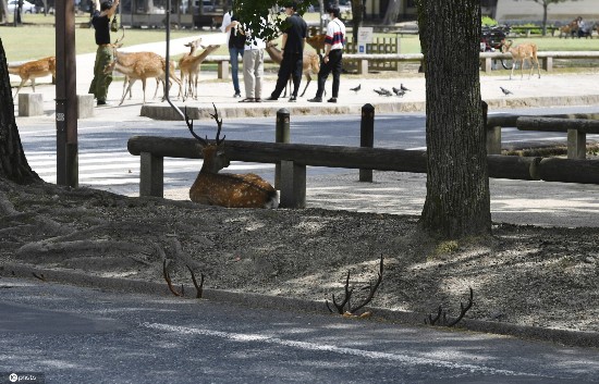 小鹿|日本酷热难耐 奈良小鹿躲阴凉处喷雾下乘凉