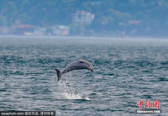 海豚|毛里求斯海岸发现至少17头海豚尸体 死因尚在调查中