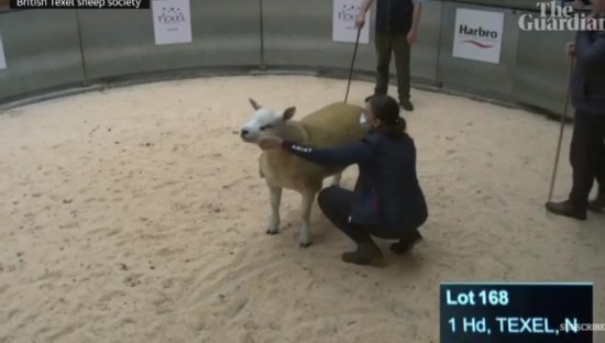 拍卖会|世界最贵的羊!苏格兰拍卖会拍出36万英镑天价