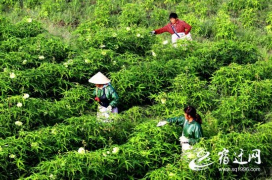 千亩黄蜀葵绽放&ldquo;致富花&rdquo;（报纸）_(990140)-20200901093102