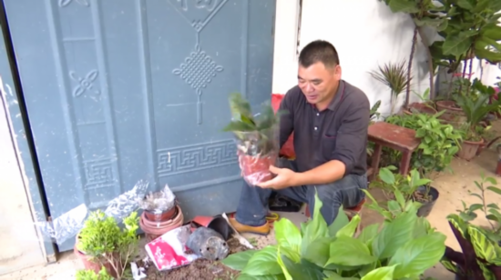 温墩村■实现村强民富 江苏新沂：花木种植+电商