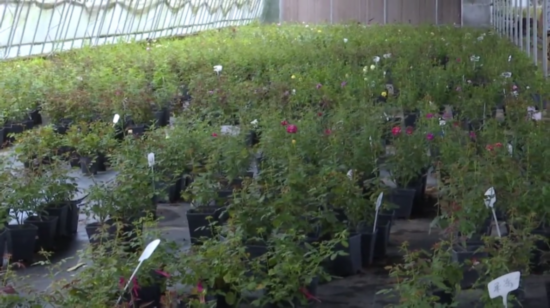 温墩村■实现村强民富 江苏新沂：花木种植+电商