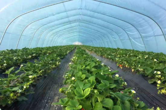 『渠楼村』美丽乡村焕新颜 江苏丰县渠楼村：能人返乡展身手