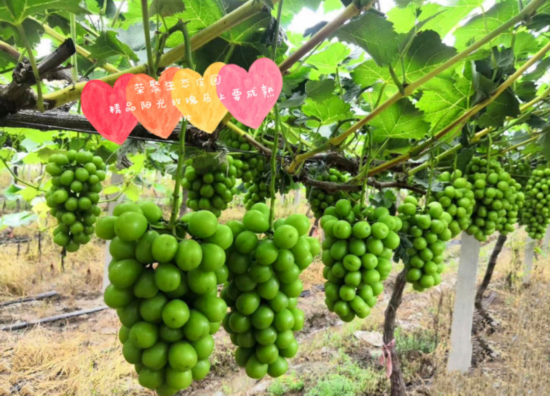 『渠楼村』美丽乡村焕新颜 江苏丰县渠楼村：能人返乡展身手