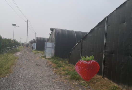 『渠楼村』美丽乡村焕新颜 江苏丰县渠楼村：能人返乡展身手