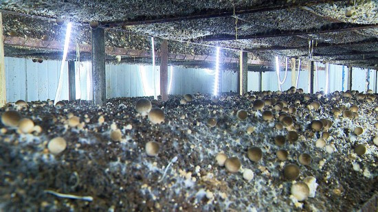 [农业废弃物]农业废弃物变“金色资源” 江苏邳州：推进“无废城市”建设