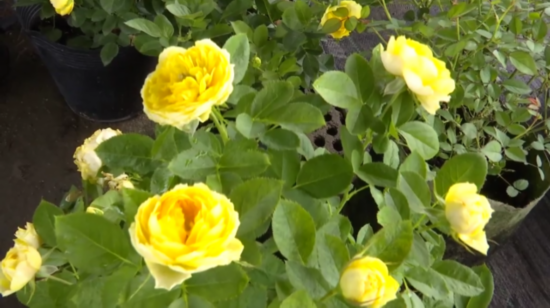 温墩村■实现村强民富 江苏新沂：花木种植+电商