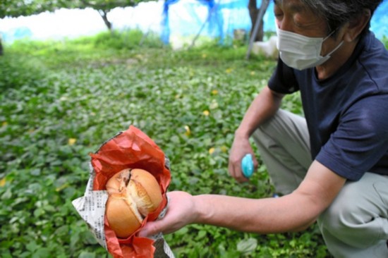 朝日新闻|日本偷猪贼顺便偷走五千个梨？警方根据垃圾袋找到破案线索