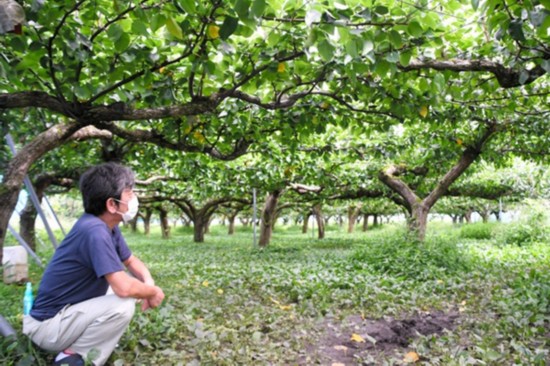朝日新闻|日本偷猪贼顺便偷走五千个梨？警方根据垃圾袋找到破案线索