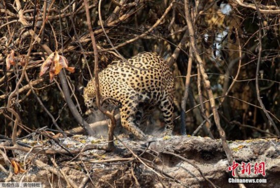 哺乳动物|警惕！研究：过去500年 拉美地区近六成哺乳动物消失