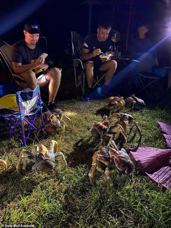 露天烧烤|澳大利亚一家人正露天烧烤 52只巨型螃蟹来抢吃的