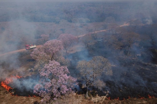 湿地|巴西世界最大湿地火灾加剧 9月着火点数量破历史记录
