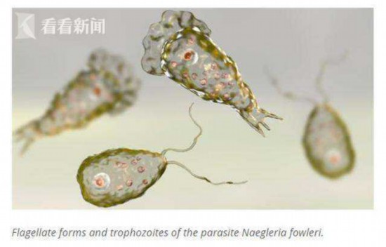 得州|美国得州供水系统疑现食脑虫 自来水洗澡被禁止
