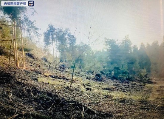 毁林|触目惊心！毁林必被抓 重庆破获特大滥伐林木案