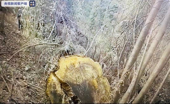 毁林|触目惊心！毁林必被抓 重庆破获特大滥伐林木案