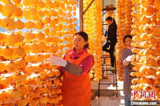 资料图：金黄的柿子挂满了房前屋后，一片黄澄澄金灿灿。　王小勇 摄