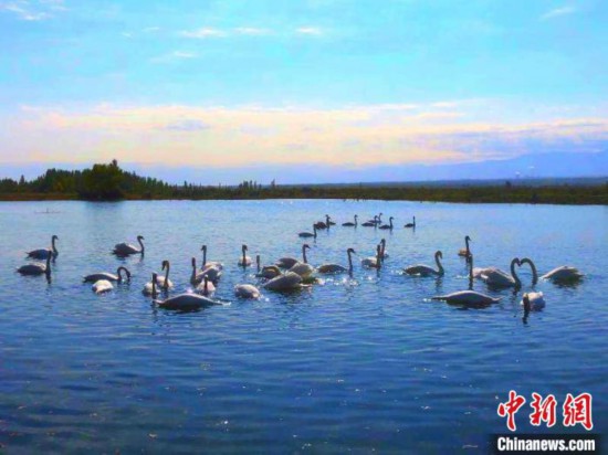生态环境优良新疆伊宁又添一处疣鼻天鹅栖息地