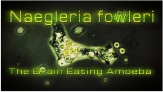 北移趋势|可怕！美疾控中心警告：“食脑虫”正“进军”美国并向北迁徙