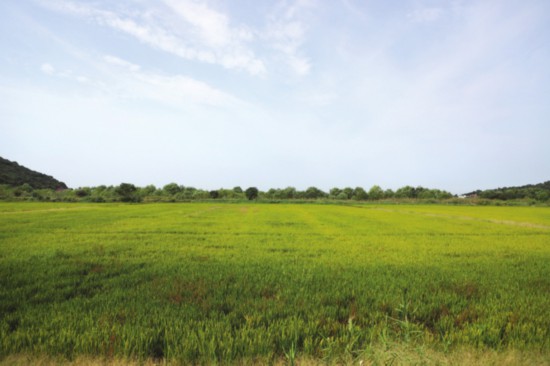 　　800米大堤两侧是广袤的稻田。　　记者璩介力摄