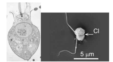 科学家找到了噬食病毒的生物