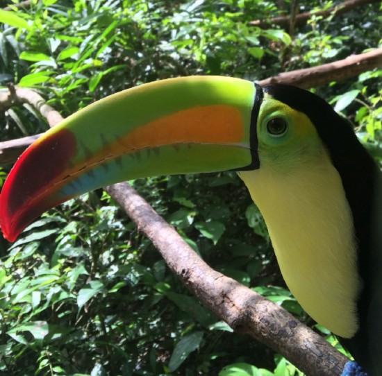 热带雨林中的鸟类和深海中的蠕虫,我们该保护哪个?