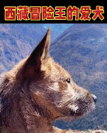 老王2018年收留的爱犬&ldquo;土豆&rdquo;，再也等不回主人了。