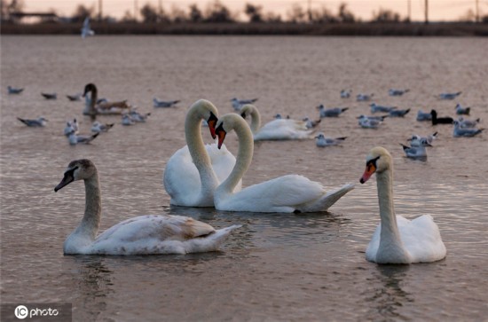 悠闲自在！克里米亚天鹅冬日畅游