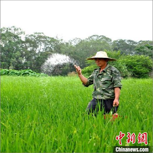 中国科学家成功鉴定水稻氮高效基因助力农业绿色发展