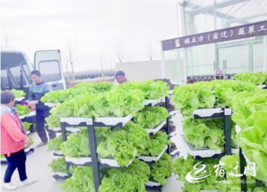 每天早上，都有货车来绿立方蔬菜工厂运蔬菜