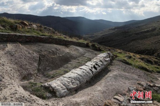 化石|罕见！希腊发现2000万年前化石树 树枝保存完整