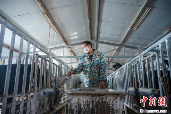 图为饲养人员喂养西藏林芝藏猪。　何蓬磊 摄