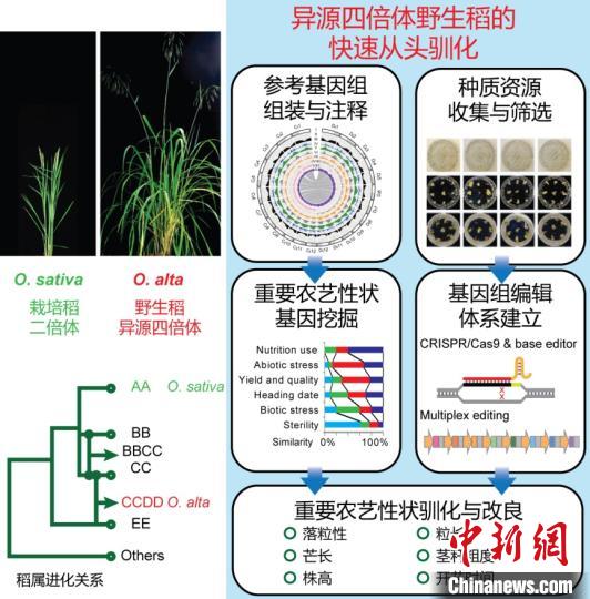 应对全球粮食危机中国科学家提出并验证野生稻驯化新策略