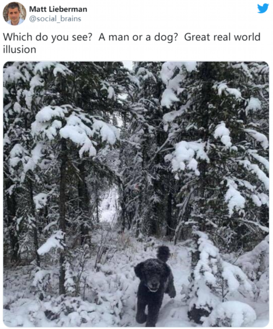 心理学家|有意思！到底是人还是狗？这张图掀起网络论战，心理学家说…