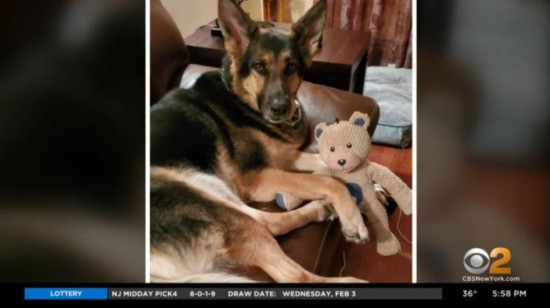 萨迪|神犬报恩！主人中风倒地 德国牧羊犬成功救命(图)