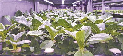 蔬菜工厂|全军驻高原高寒地区部队科学做好冬储冬备