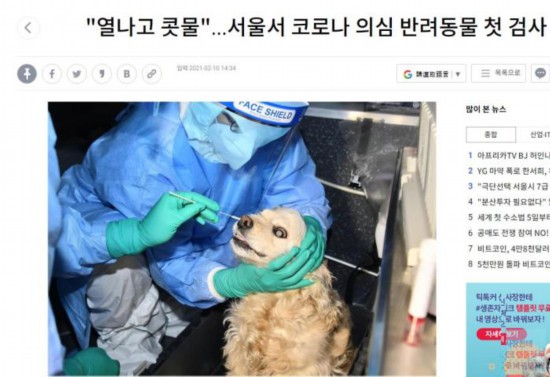 首尔|韩国首尔首例宠物狗新冠检测 确诊也无需隔离