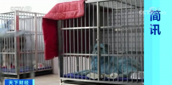 污染|俄罗斯惊现“蓝狗”!或与化工厂污染有关