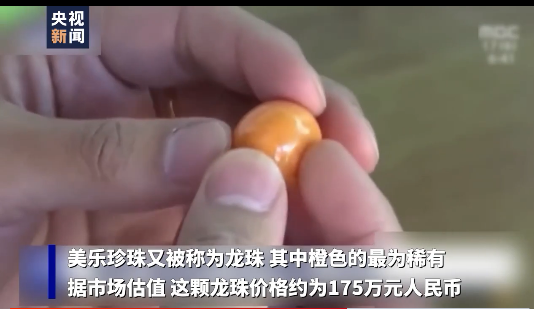 海螺|价值百万!泰国司机海螺里吃出龙珠