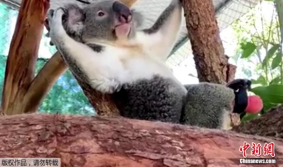 假肢|重获“新生”!澳残疾考拉装假肢后行动自如