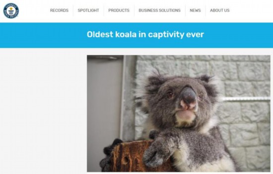 考拉|“最老圈养考拉”获吉尼斯认证 相当于人类百岁高龄