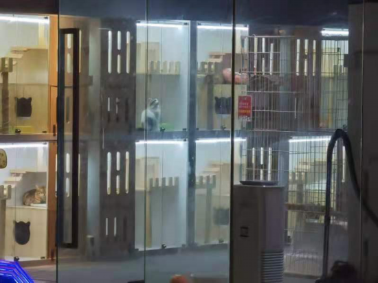 &uarr;&ldquo;共享猫咪&rdquo;的商店