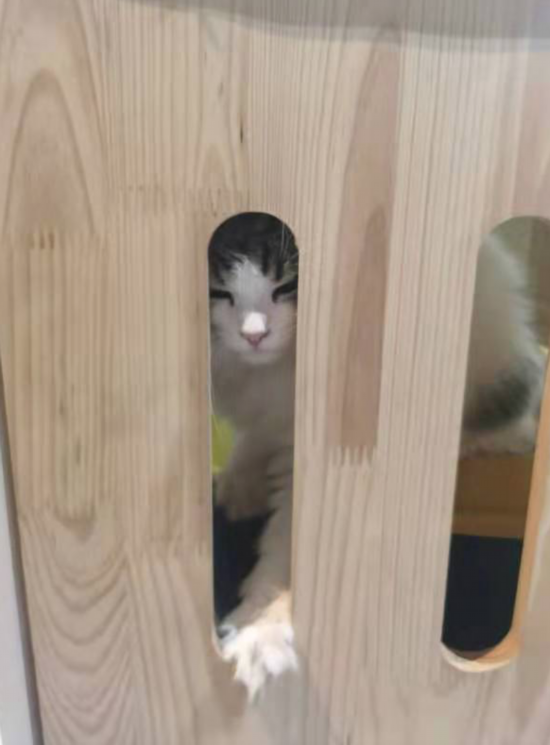 &uarr;&ldquo;共享猫咪&rdquo;