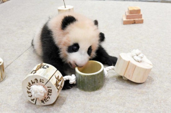 大熊猫宝宝|成都旅日大熊猫宝宝在和歌山开心成长 其名字即将投票选出