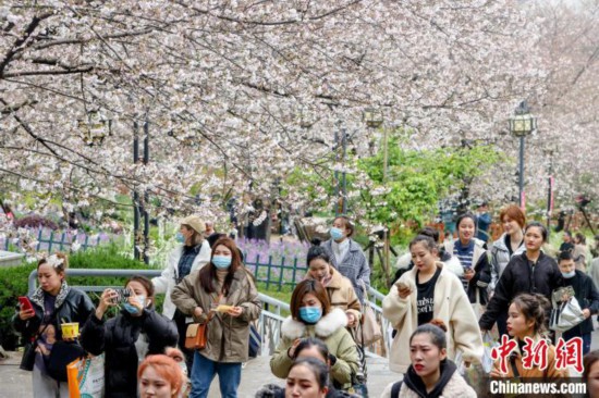 樱花为主、兼赏百花湖北发布春季“十大赏花游”线路