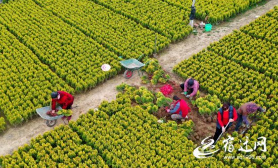3月9日，沭阳县新河镇堰头村的洒金柏基地(1326578)-20210312091107