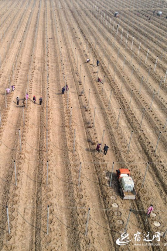 3月10上午，在市洋河新区斯味特果品产业(1326573)-20210312091101