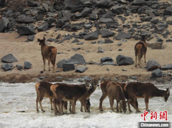 图为白唇鹿、岩羊等在通天河饮水。 丁巴达杰 摄