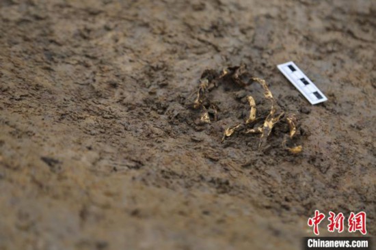 四号坑表面出土金器。四川省文物考古研究院供图 四川省文物考古研究院供图 摄