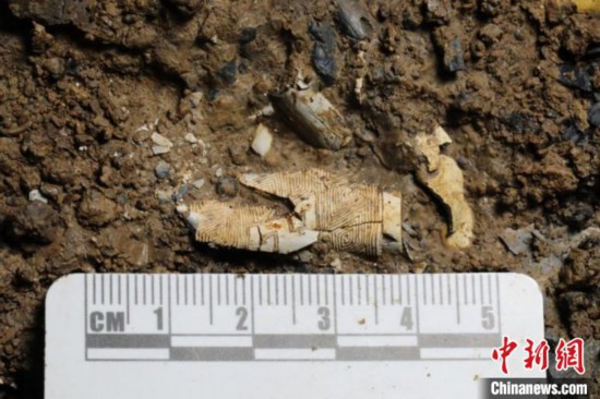 五号坑象牙雕刻残片。四川省文物考古研究院供图 四川省文物考古研究院供图 摄