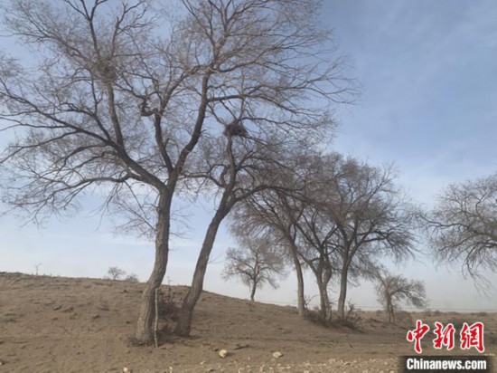 图为浑善达克沙地腹地中生长的蓝旗榆。 奥蓝 摄